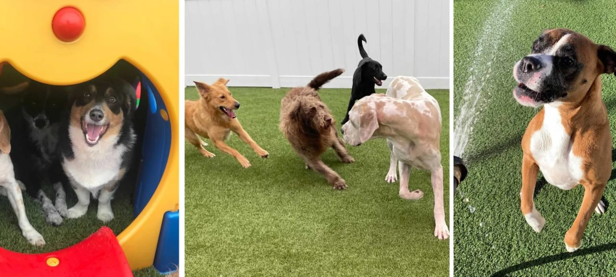 Happy dogs playing at Lafayette Veterinary Care Clinic's The Playground.